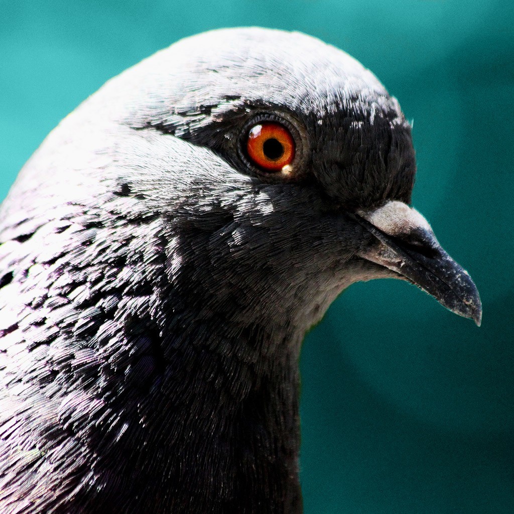 Head of a pigeon, for Combatants for peace web design